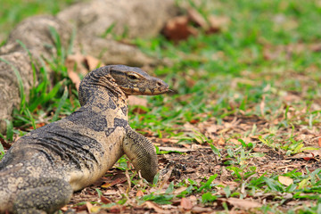 close up face of Water monitor Varanus salvator on natural field
