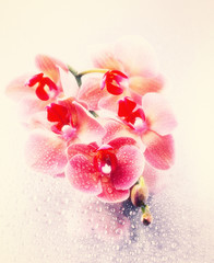 Beautiful blooming orchid on light color background