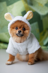 Funny Pomeranian puppy dressed as lamb