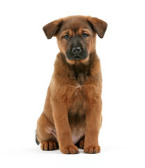 Obraz premium Cute puppy isolated on white