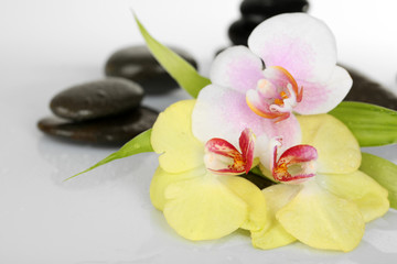 Fototapeta na wymiar Spa stones with orchid on light background