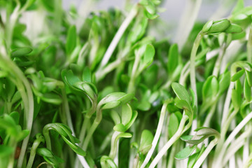 Fresh cress salad on light blurred background