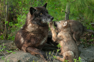 Loup noir (Canis lupus) patte dans la bouche par chiot