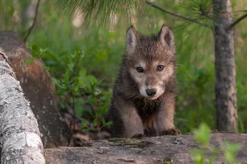 Crédence de cuisine en verre imprimé Loup Loup gris (Canis lupus) Pup grimpe sur Rock