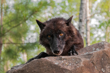 Black Wolf (Canis lupus) Looks Over Rock