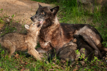 Black Wolf (Canis lupus) Feeds Her Pups and Gets Licked