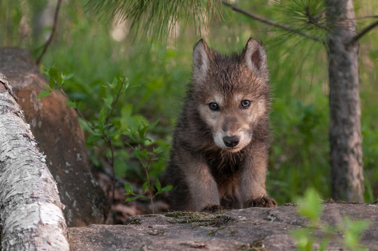 Grey Wolf (Canis lupus) Pup Climbs Over Rock