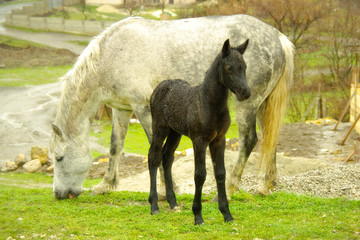 Obraz premium Horses