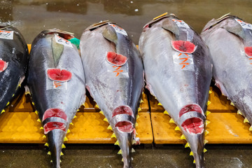 Obraz premium Tuna auction at Osaka Central Wholesale Market