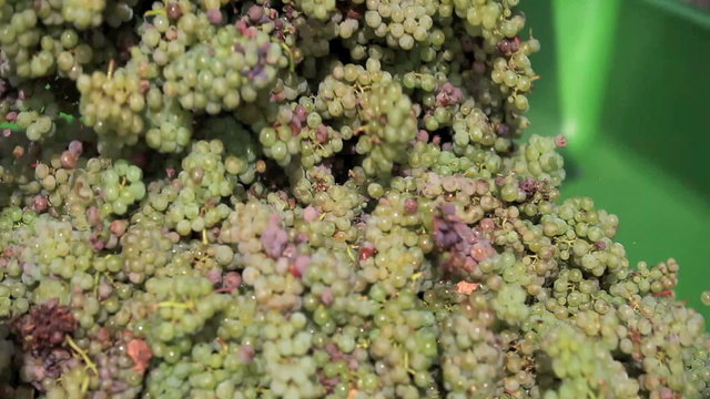 Weinlese