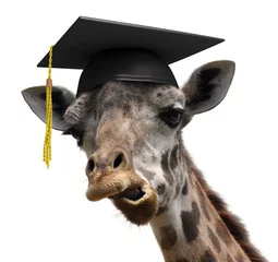 Gordijnen Unusual animal portrait of a goofy giraffe college graduate © David Carillet