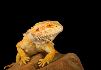 Obraz premium Bearded Dragon