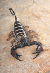 Yellow Banded Flat Rock Scorpion.