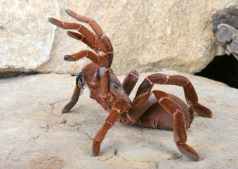 King Baboon Tarantula © asbtkb