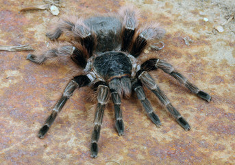 Brazilian Red Tarantula