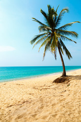 Fototapeta na wymiar Palm tree on the seashore