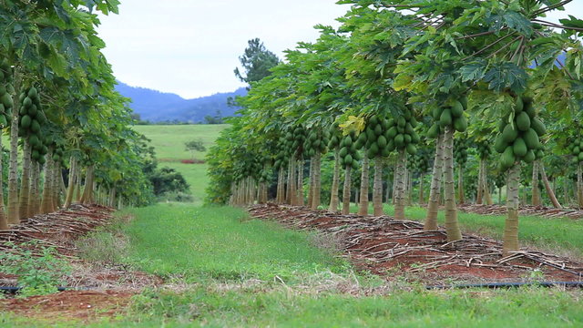 Mango Plantage