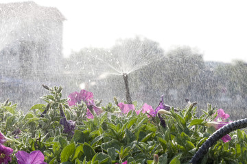 Sprinkler at flower garden