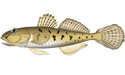 ハゼ(ベクター)