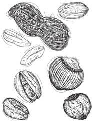 Peanut, pistachio, and chestnut sketches