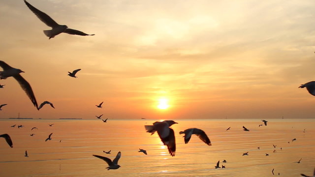 Flock of Seagulls fly over sea in sunset