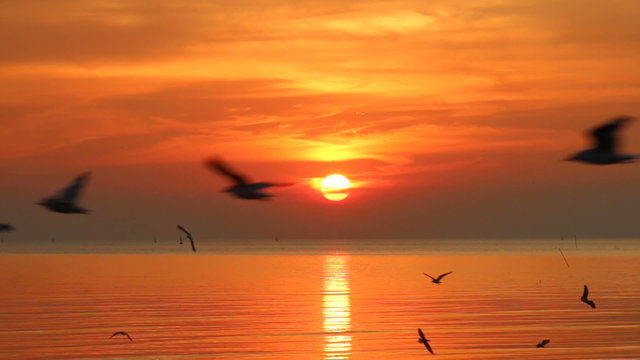 Flock of Seagulls fly over sea in sunset
