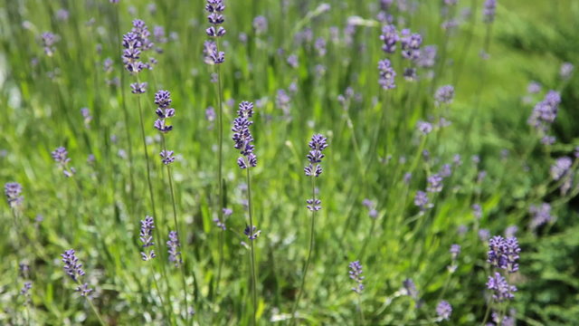 Lavendel