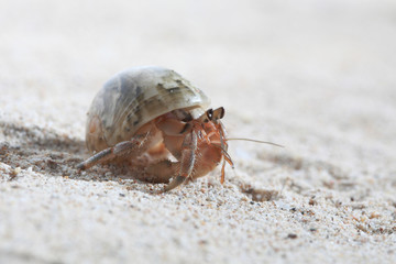 Hermit Crab on sand beach Thailand.