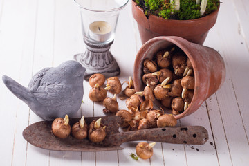 Bulb of spring flowers