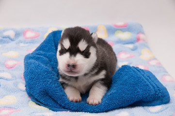 Husky Welpe 8 Tage alt