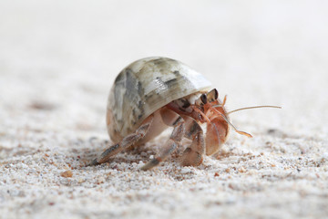 Hermit Crab on sand beach Thailand.