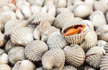 Cockles open the mouth