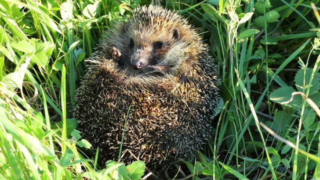 hedgehog curled in the grass