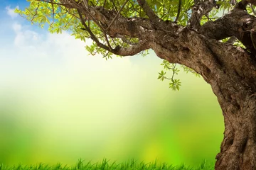 Foto op Plexiglas Spring meadow with big tree with fresh green leaves © potowizard