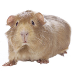 Fototapeta premium Meerschweinchen isoliert