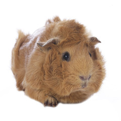 Meerschweinchen isoliert