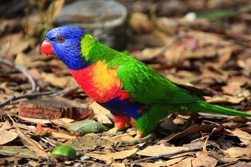 rainbow Lorikeet, NSW, Australia