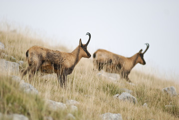 camoscio appenninico (Rupicapra pyrenaica ornata)