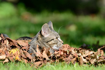 Katze mit Blätter