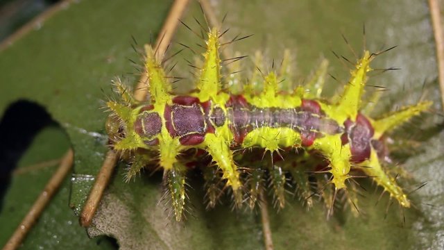 Slug caterpillar (Limacodidae) in rainforest, Ecuador