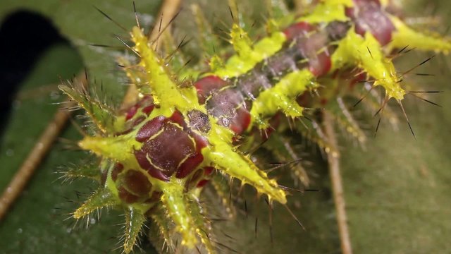 Slug caterpillar (Limacodidae) in rainforest, Ecuador