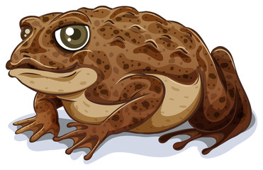 Obraz premium Toad