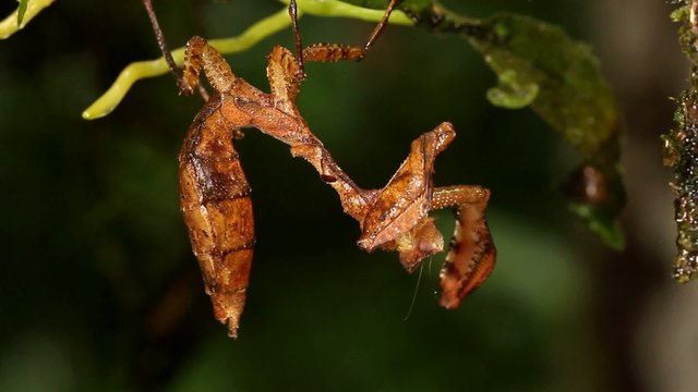 Dead leaf mantis (Acanthops falcatoria)
