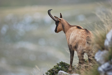 camoscio appenninico (Rupicapra pyrenaica ornata)