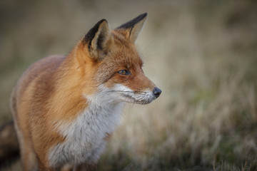 Red fox close-up