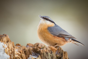 European nuthatch