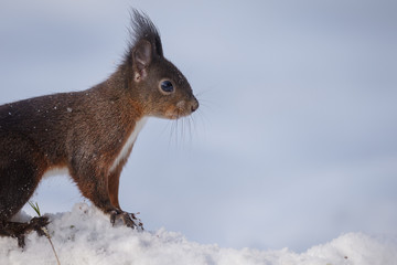 Red squirrel on snow, copy space right