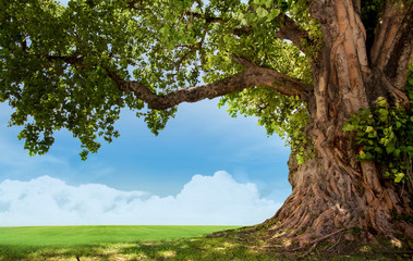 pring meadow with big tree with fresh green leaves - 78033709