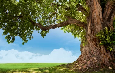 Fotobehang pring meadow with big tree with fresh green leaves © potowizard