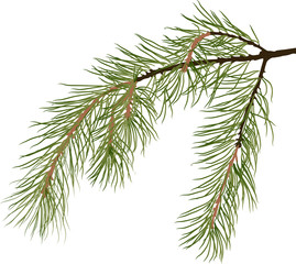 green pine tree branch isolated illustration